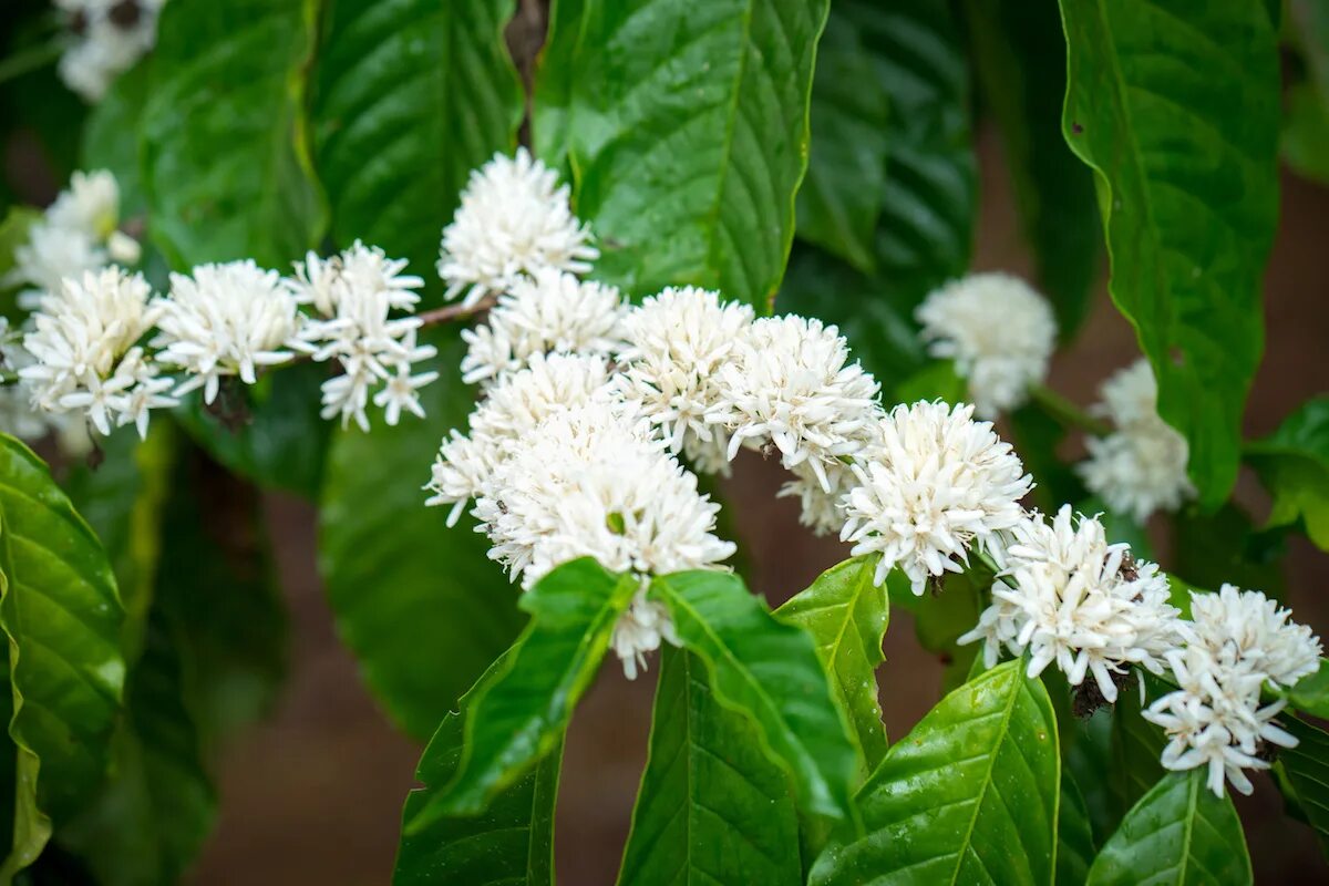 Jadah halus rasa gurih dan Garang Asem - Picture of Kampoeng Kopi Banaran, Semar