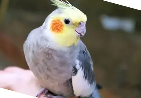 Самка кореллы зовет самца