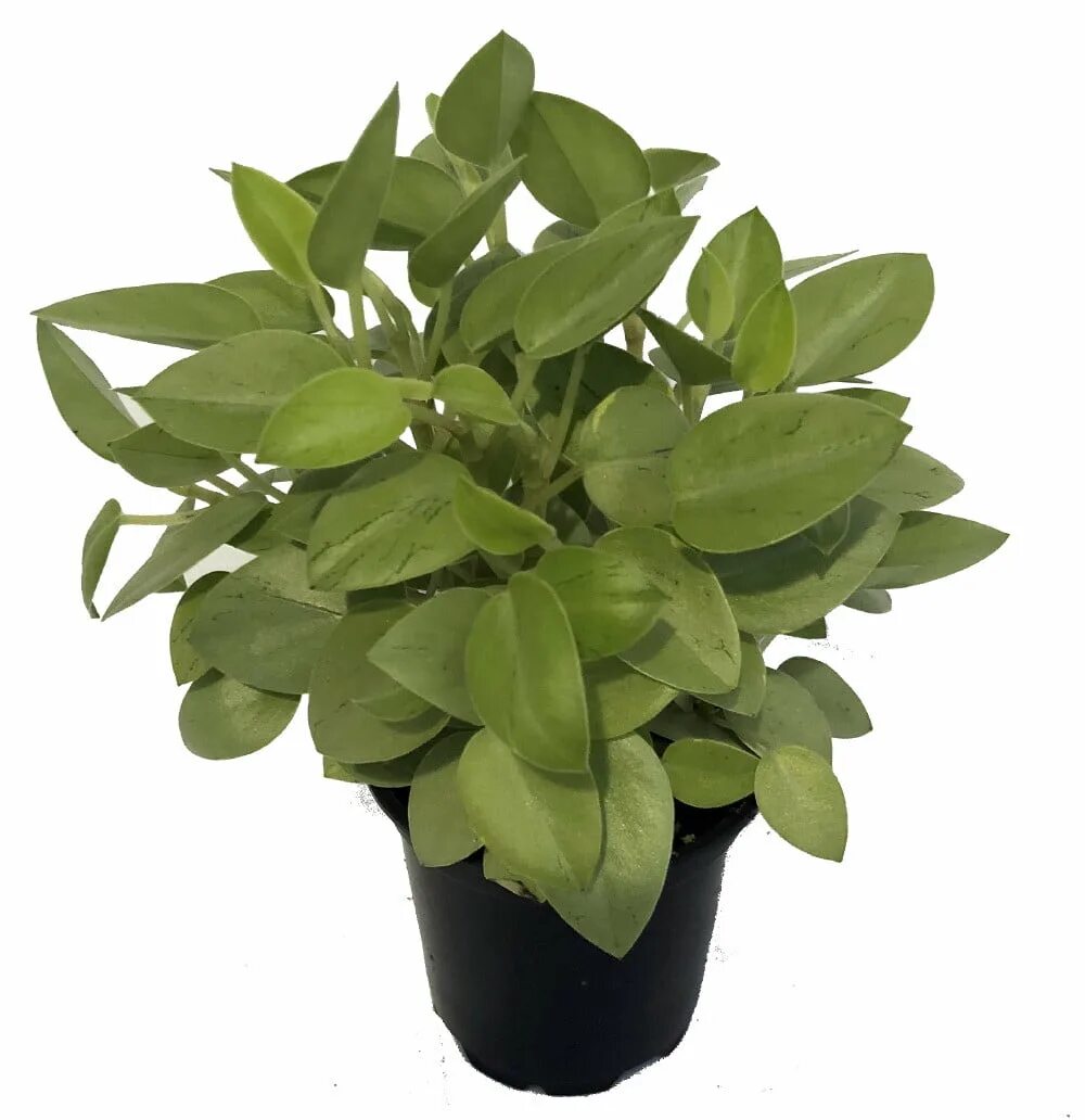 Пеперомия лайм. Peperomia pixie lime. пеперомия пикси лайм. пеперомия pixie. пеперомия пикси грин.
