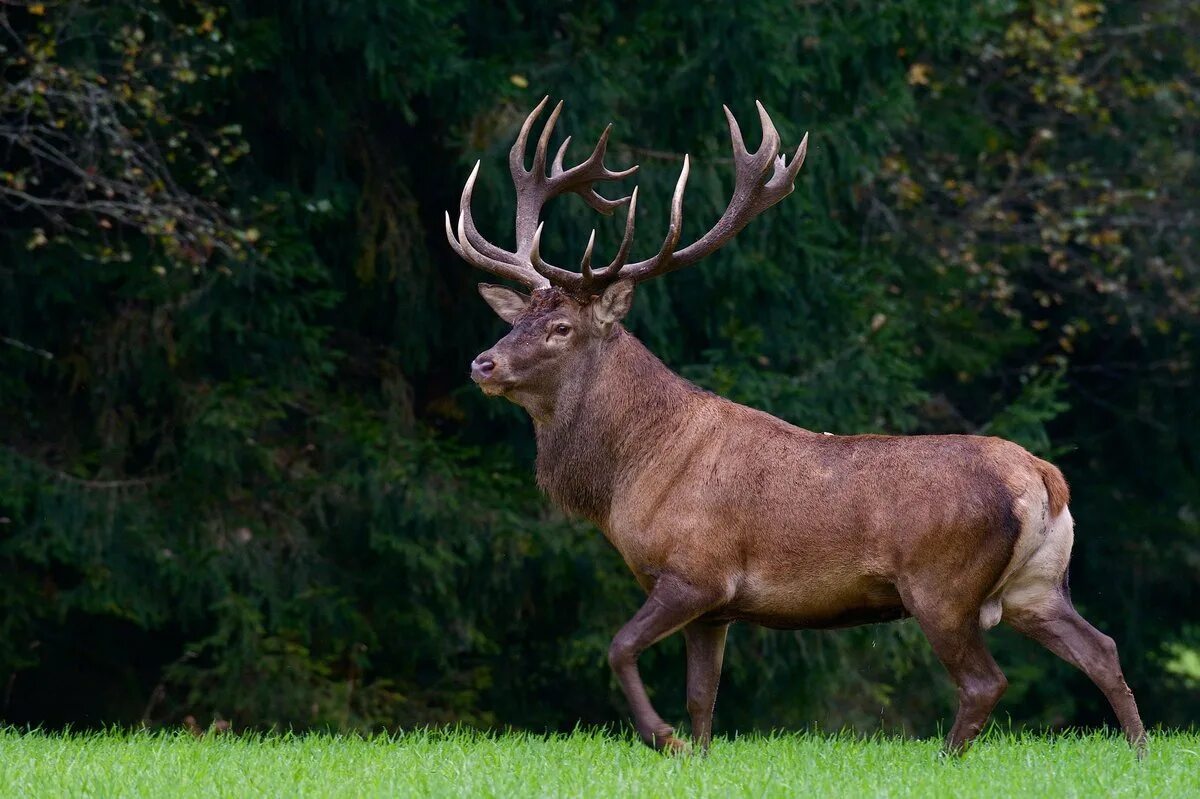 Взрослый самец оленя. Оленей Cervus Campestris. Благородный олень Марал. Благородный олень (Cervus elaphus). Благородный олень изюбрь.