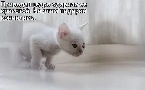 Включи какой белый
