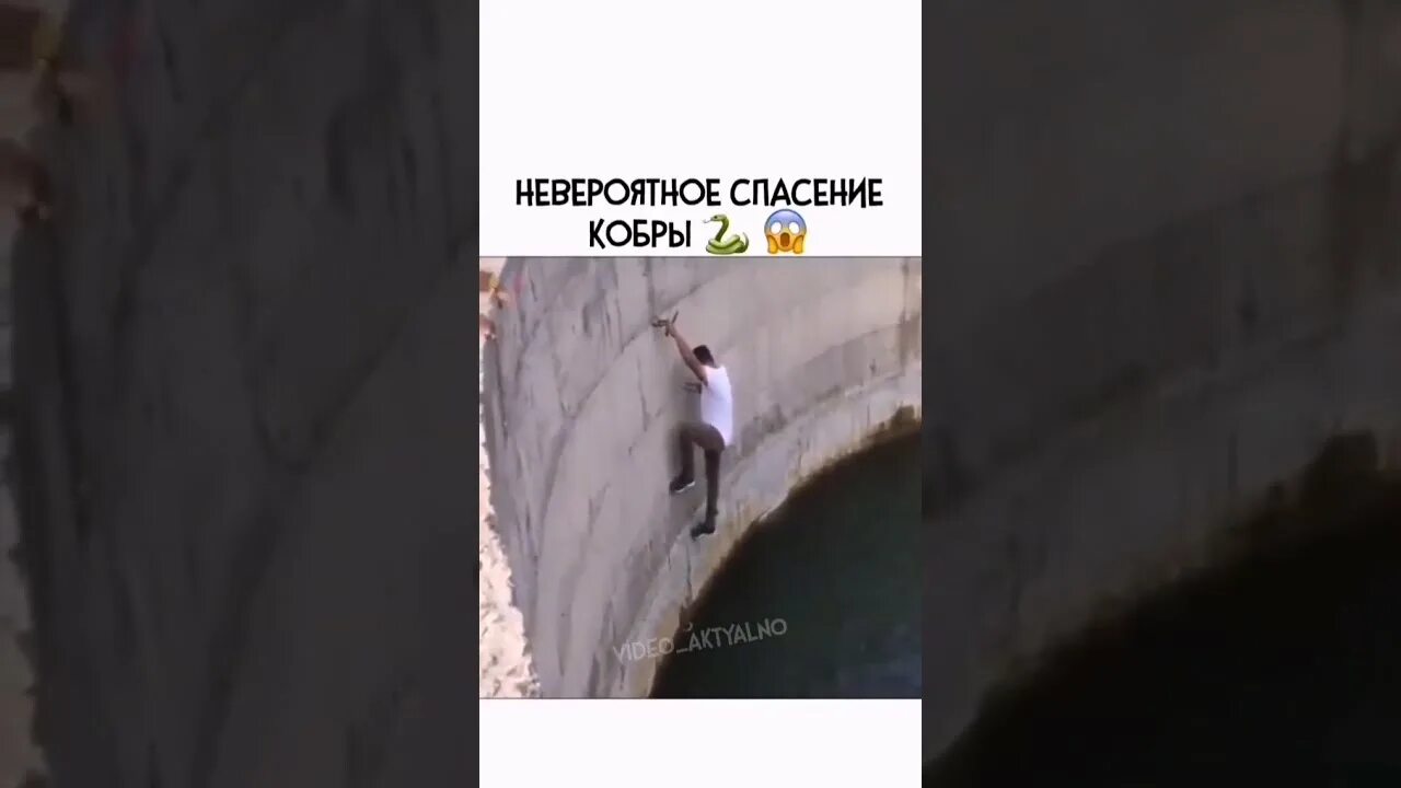 Человек спас змею и изменил свою судьбу. Кобра спасает свое яйцо.