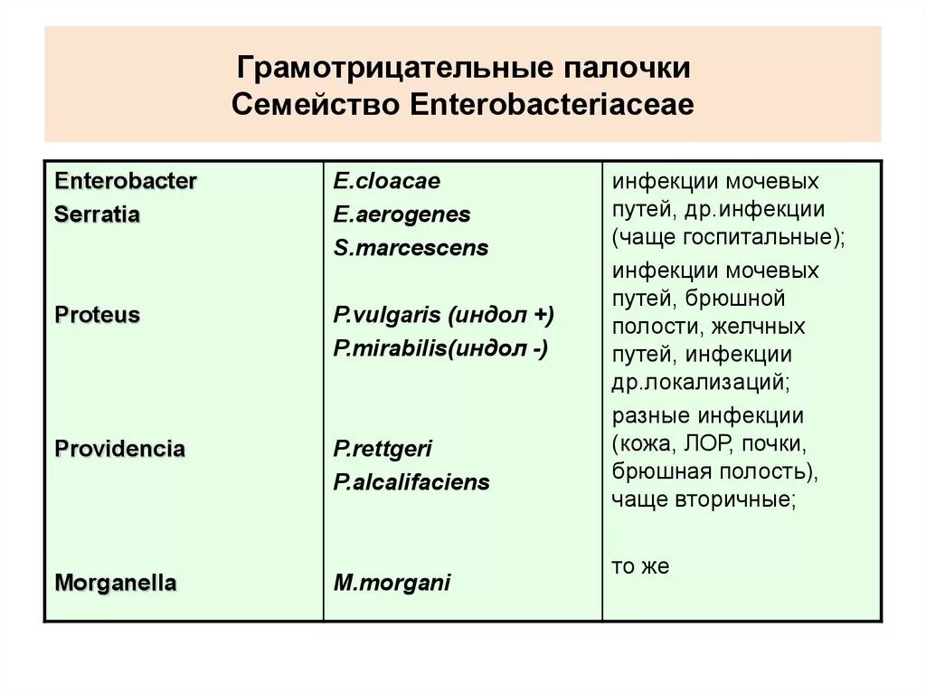 Грамм положительные палочки