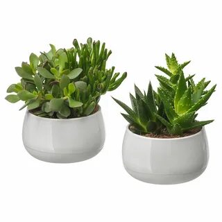 Easy plants