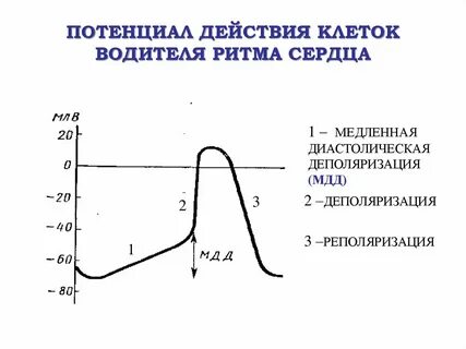 Потенциал деполяризации