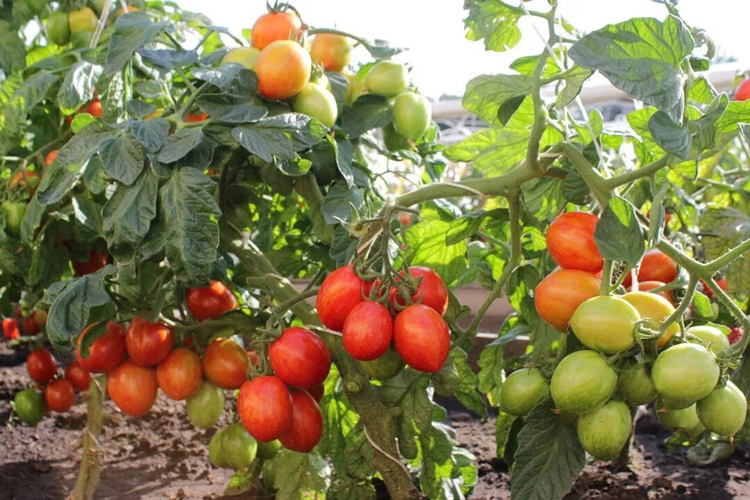 Tomato 10. Непас 10. Непас 10 помидоры. Томат Непас полосатый. Томат Непас 7.