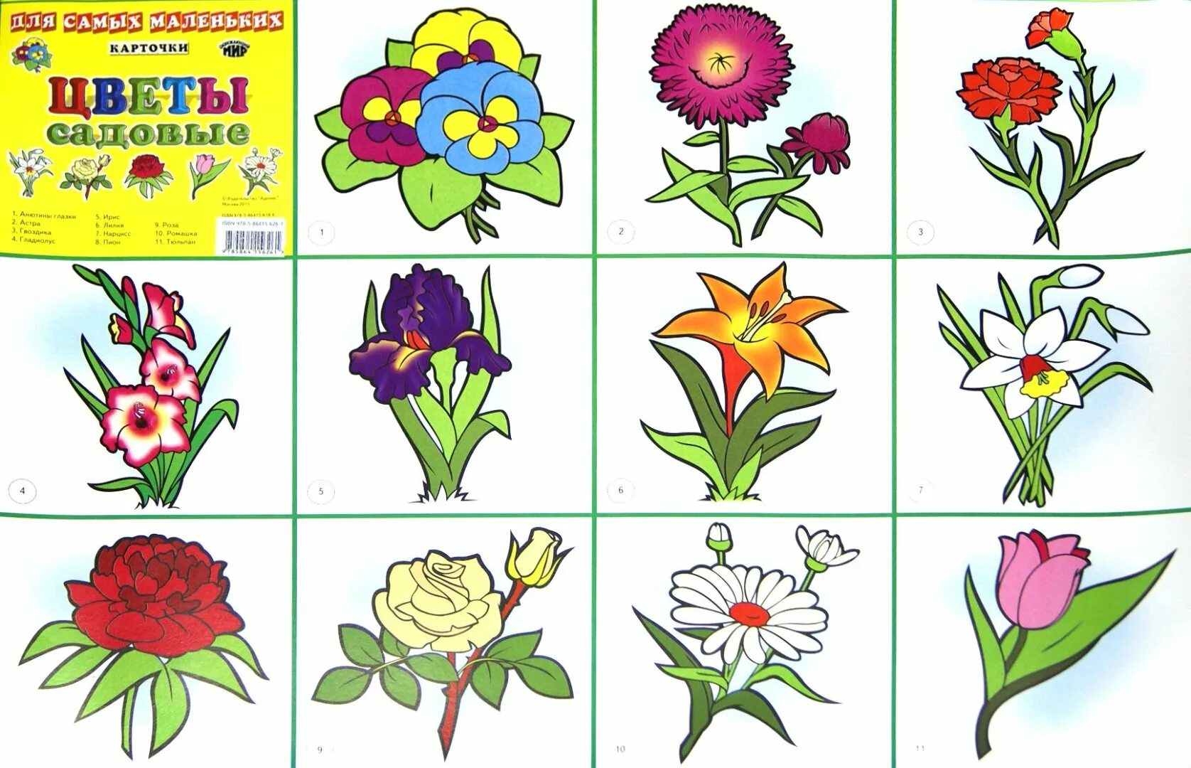 Разные цветы точно по времени. Цветы для дошкольников. Карточки с изображением цветов. Разнообразные цветы для детей. Виды цветов для детей.