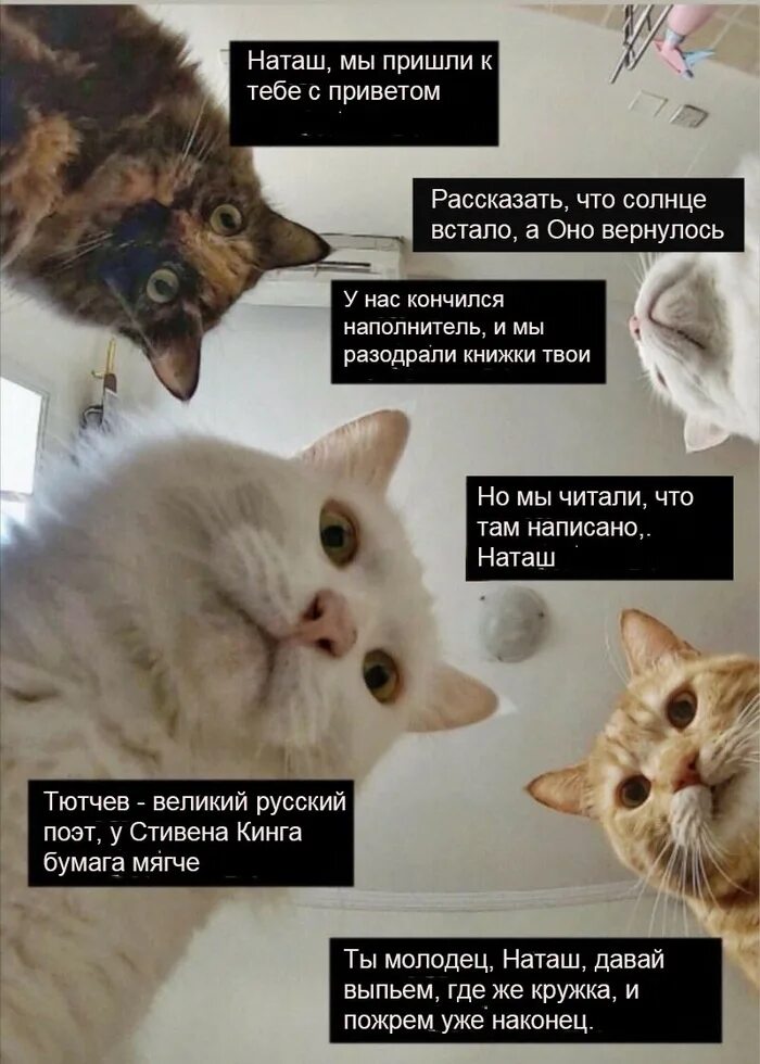 Котэ сборник 2023. Мемы с котиками. Мемы с котами и Наташей. Наташа мы все уронили коты. Наташ Мем с котом.