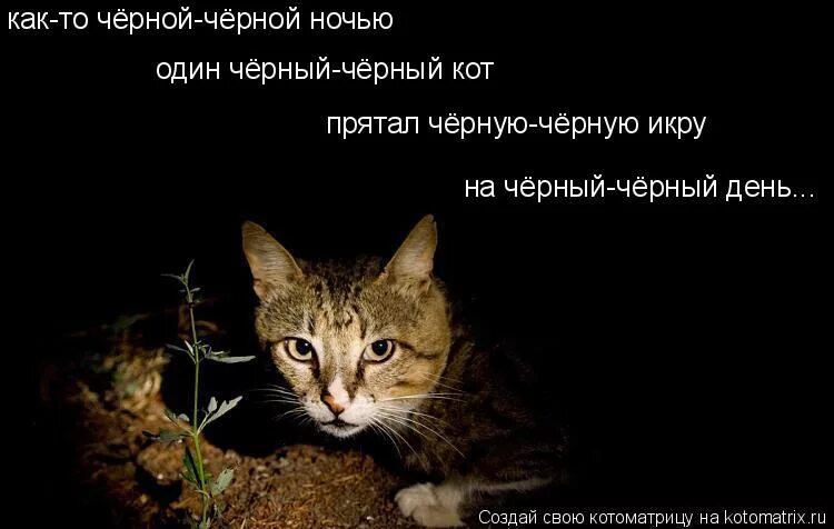 Можно называть именем умершего кота. Смешные истории о домашних питомцах. Могила кошки. Объявление о бездомных котятах. Кот симба жив или нет.