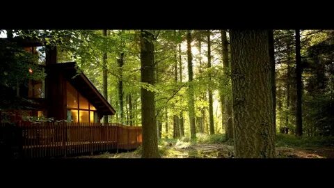 Forest holidays