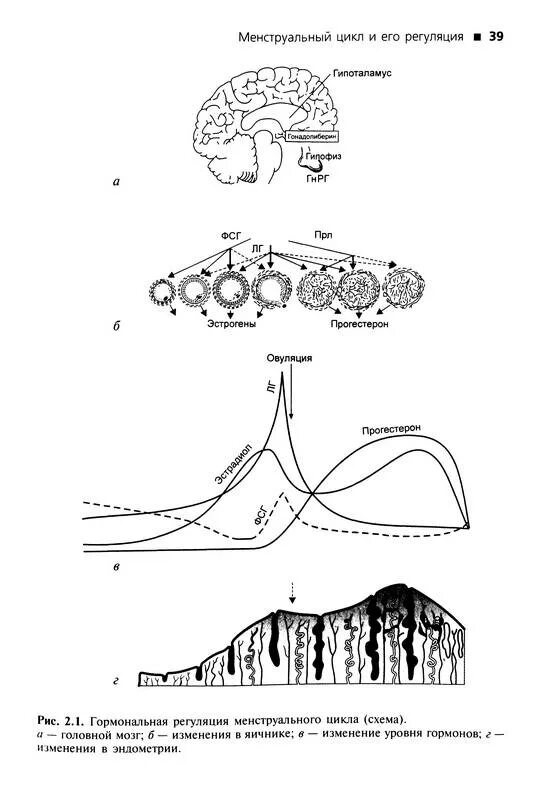 Почему уменьшается цикл. Уровни регуляции менструального цикла. Фазы менструального цикла схема. Гормональная регуляция цикла. Гормональная регуляция менструального цикла график.