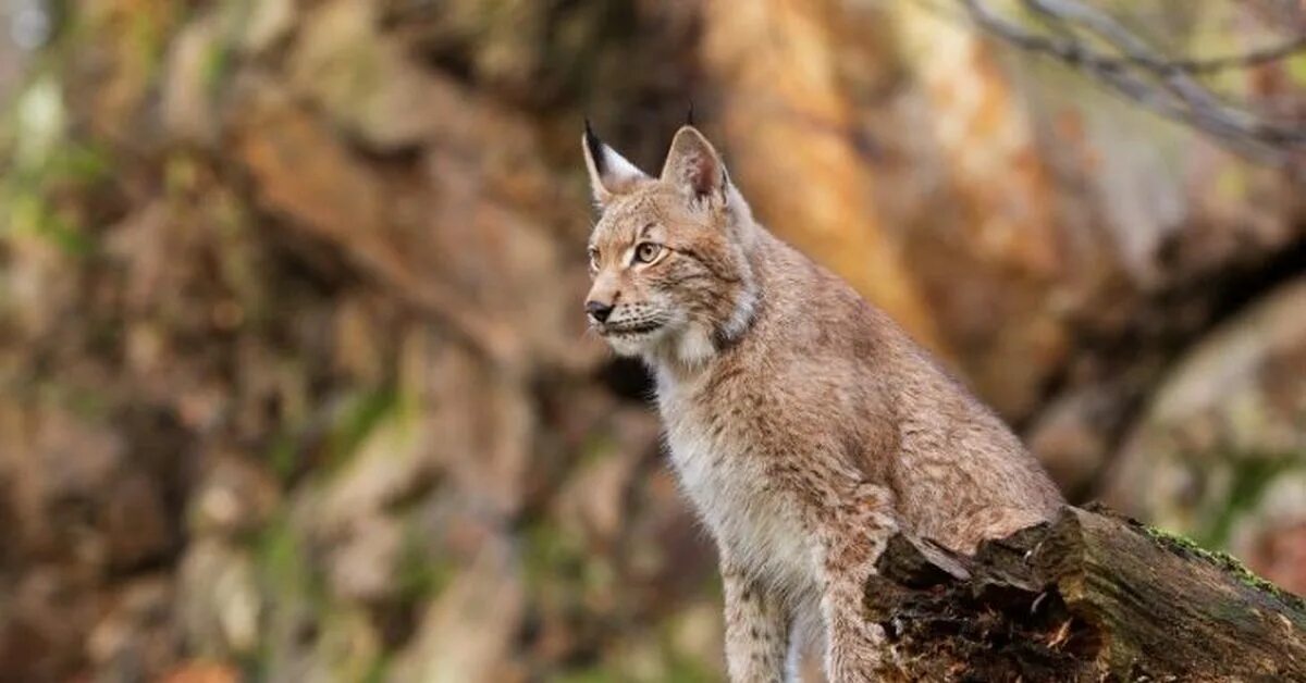 Рысь Байкальский заповедник. Туркестанская Рысь. Lynx Lynx isabellinus.