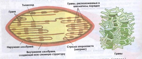 Хлоропласты эукариотической клетки. Схема пластиды хлоропласты лейкопласты хромопласты. Схема строения пластиды. Строение хлоропласта рисунок с подписями. Эукариотическая клетка пластиды.