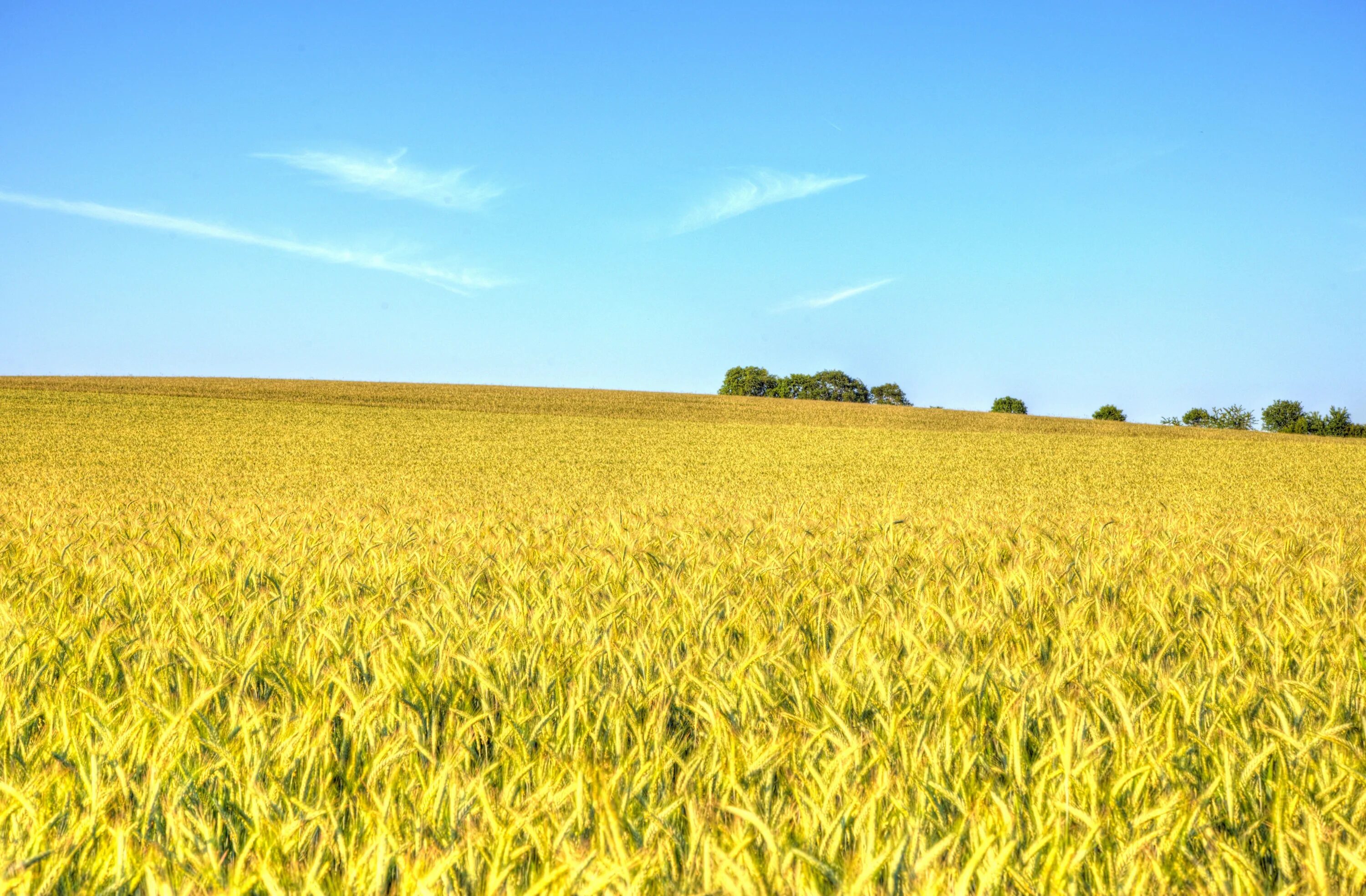 Wheat field