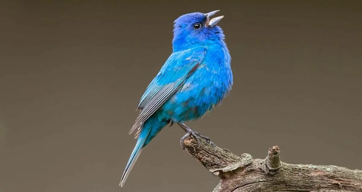 Голубая канарейка птица. Кенар синий. Синяя канарейка. Синяя птица орнитология. Blue canary текст