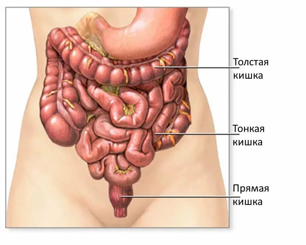 Какой длины толстая кишка