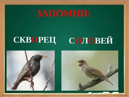 Как проверить слово скворцы