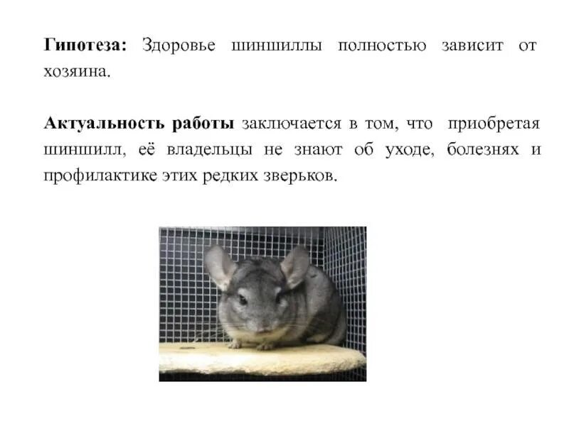 Презентация про шиншиллу. Шиншилла что означает. Строение шиншиллы. Образ жизни шиншиллы. Факты о шиншиллах.