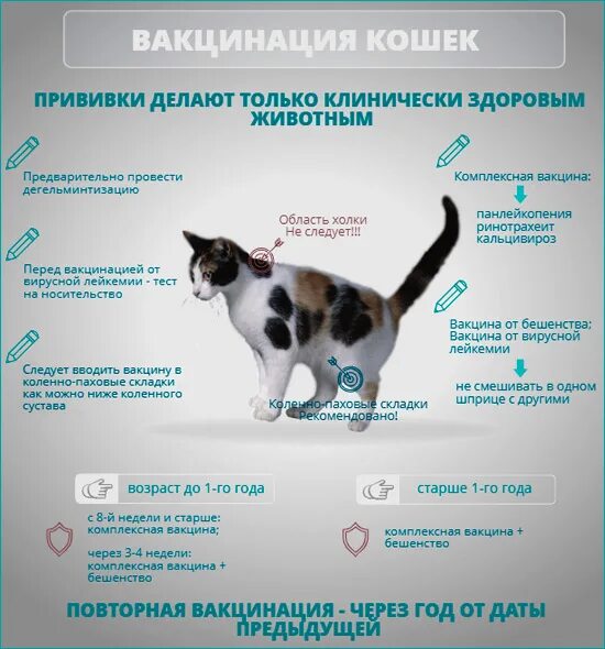 Вакцинация животных 2024 график. Обязательные прививки для котов. Какие прививки делают котам в 1 год. Обязательные прививки для кошек. Какие прививки обязательны для кошек.