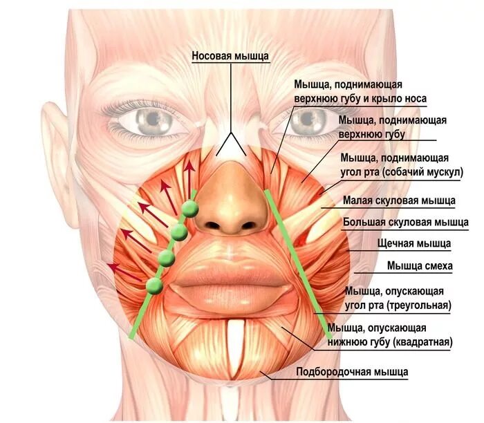 Треугольник вокруг рта. Мышцы лица носогубные складки анатомия. , Мышца, поднимающая верхнюю ГУ. Расположение мышц на лице.