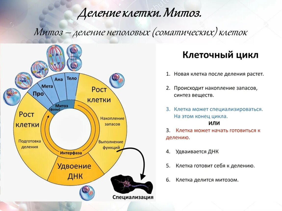 Биология 9 класс клеточный цикл митоз. Клеточный цикл биология 9 класс. Схема клеточного цикла 9 класс. Фазы деления клеточного цикла. Биология 9 класс митоз