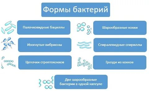Минусы бактерий