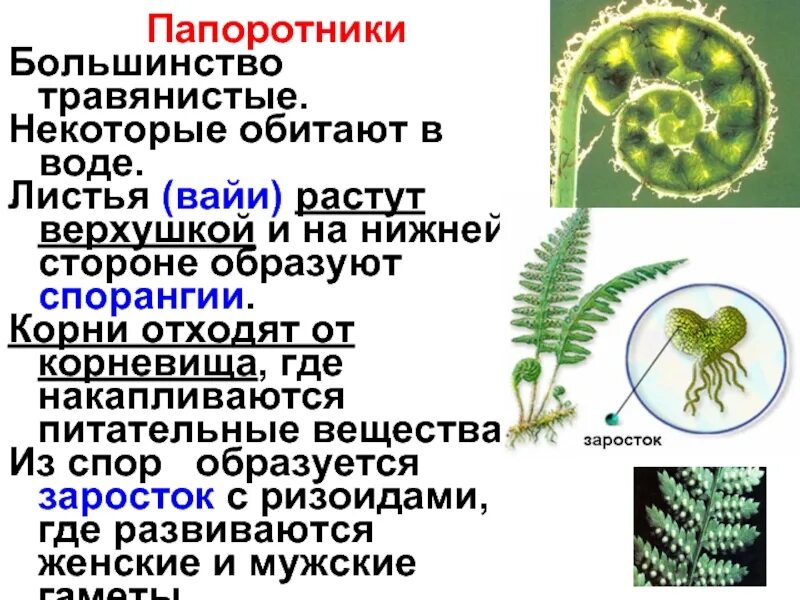 Приведите по три примера растений папоротники покрытосеменные. Папоротник Щитовник строение. Строение споры папоротника. Папоротникообразные растения строение. Строение папоротника биология.