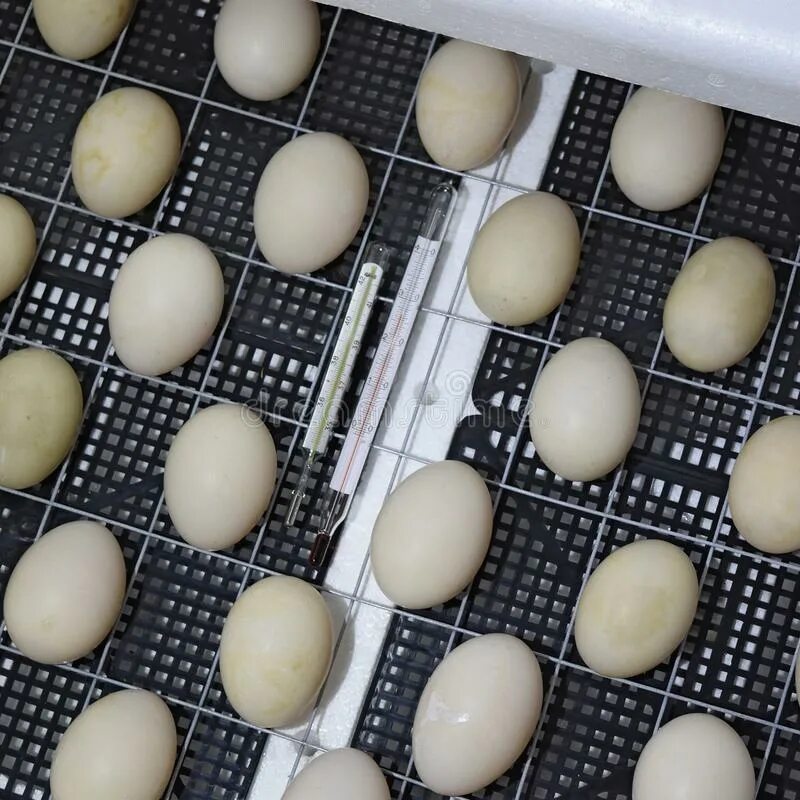 Hatching eggs. Утиные яйца в инкубаторе. Решетки для инкубационных яиц утиных. Утята в инкубаторе. Инкубация яиц сельскохозяйственной птицы.