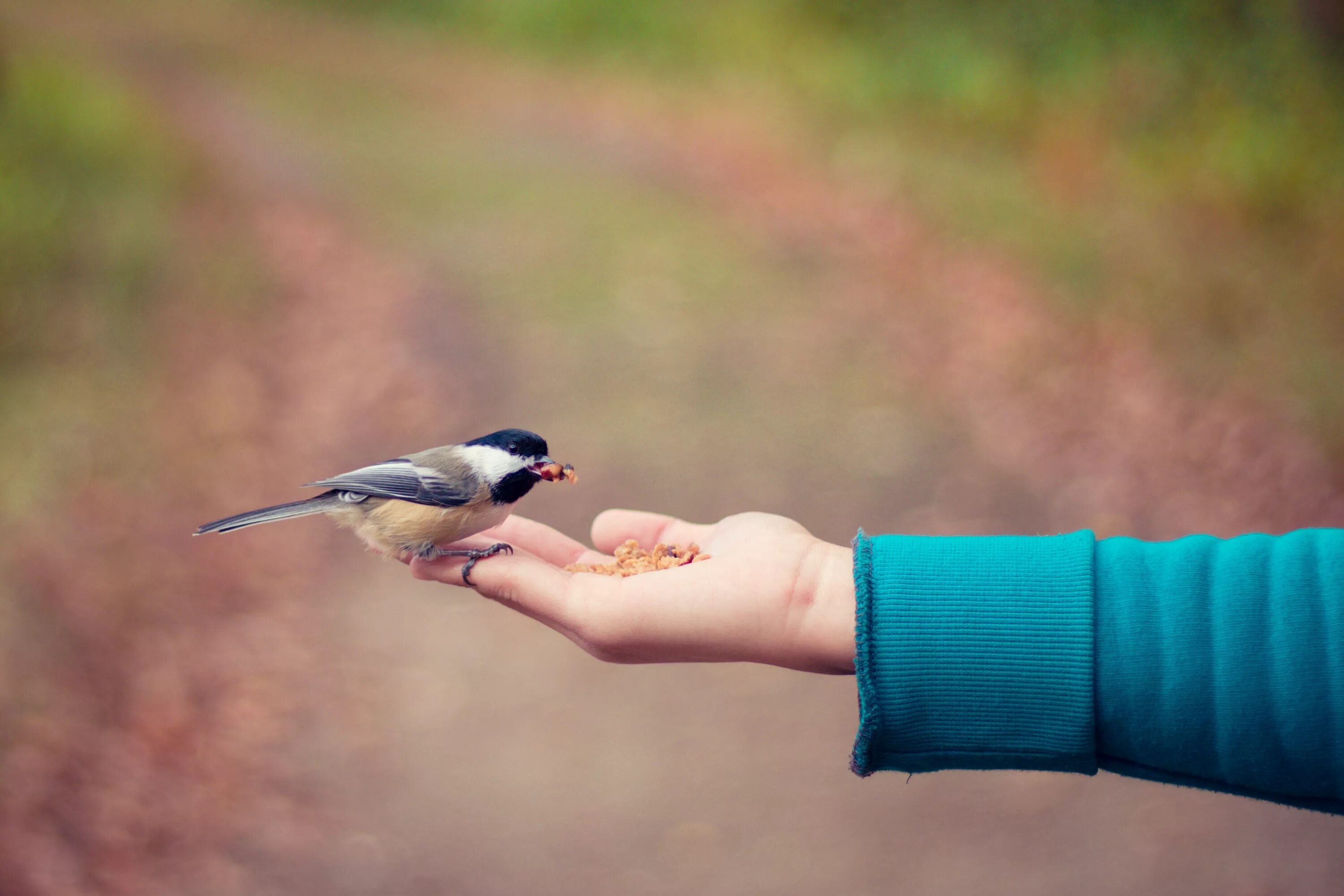 Птичка на руке. Птичка на ладони. Синичка на руке. Птичка на пальце. Bird in hand