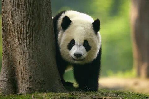 Pandas def
