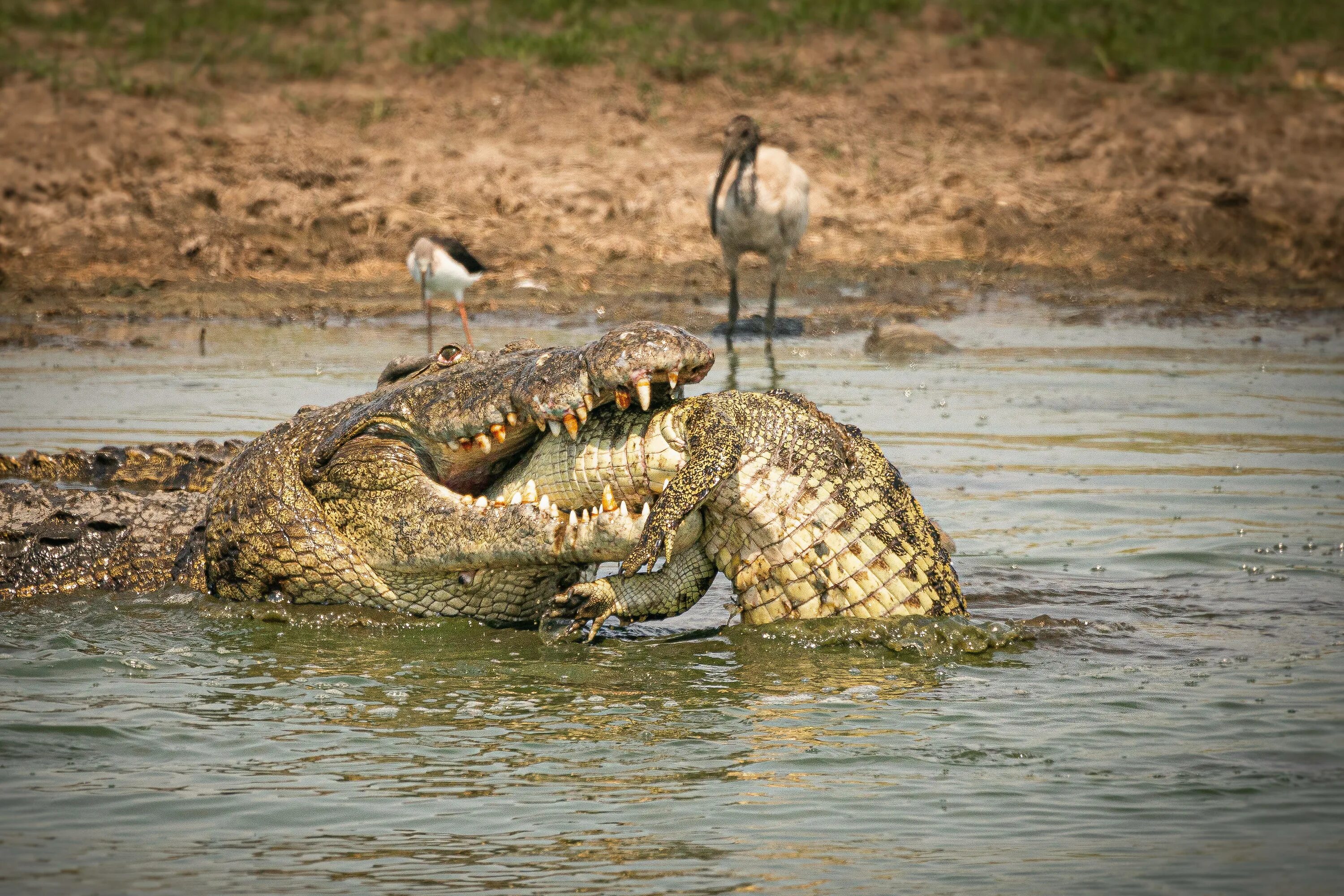Ловля крокодилов. Нильский крокодил каннибал.