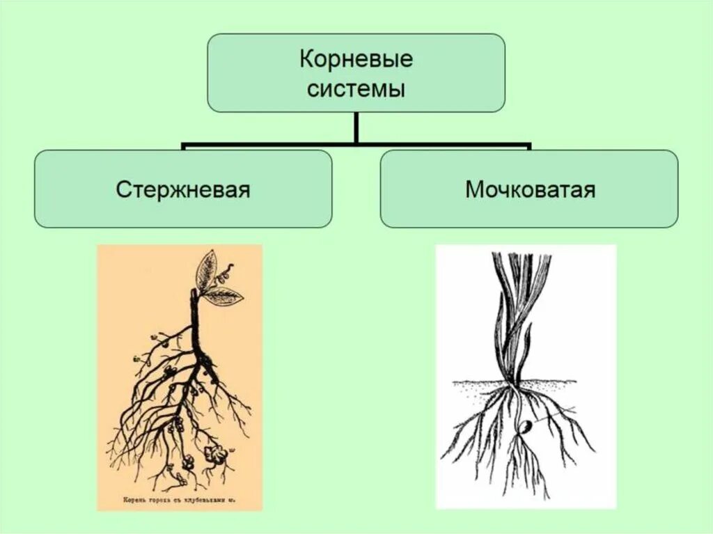 Стержневая и мочковатая корневая система. Вторичная мочковатая корневая система. Растения с стержневыми и мочковатыми корнями. Стержневой и мочковатый корень. Мочковатая или стержневая корневая.