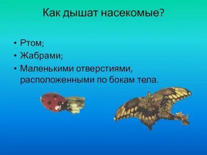 Насекомые дышат
