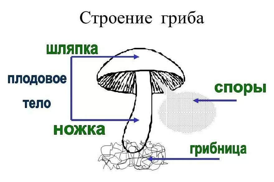 Какое строение шляпочного гриба. Схема строения шляпочного гриба. рисунок схема шляпочного гриба. строение шляпочного гриба рисунок.