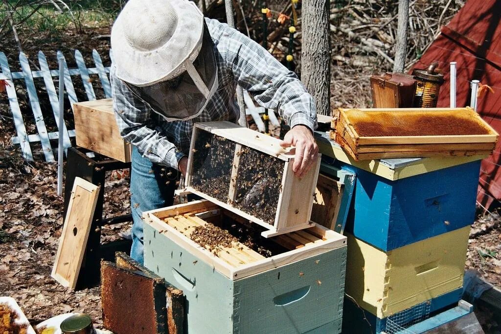 Пчелы весной после зимовки. Пересадка пчел из пчелопакета в улей. Домашняя пасека. Ульи для отводков. Улей для отводков.