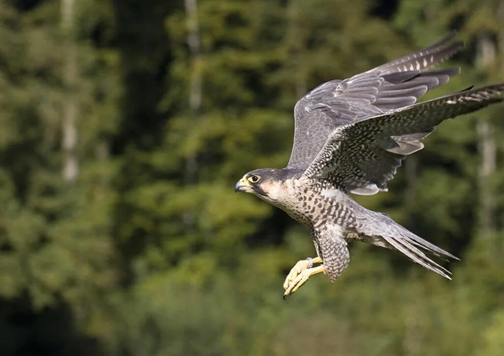 Хищные птицы марий эл фото. Хищные птицы чувашии. Канюк птица в чувашии. Канюк buteo buteo. Хищные птицы чувашии.