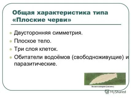 Белая планария симметрия тела