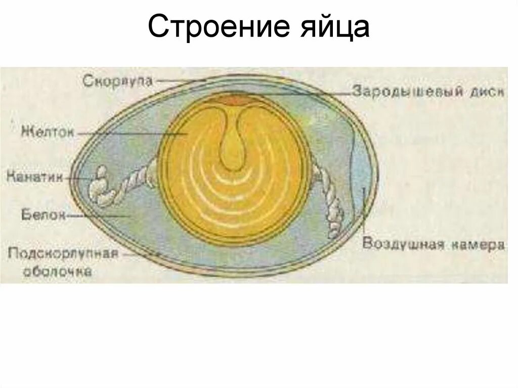 Строение яйца птицы с зародышем. Строение яйца рептилий. Строение яйца курицы. Схема строения яйца пресмыкающихся.