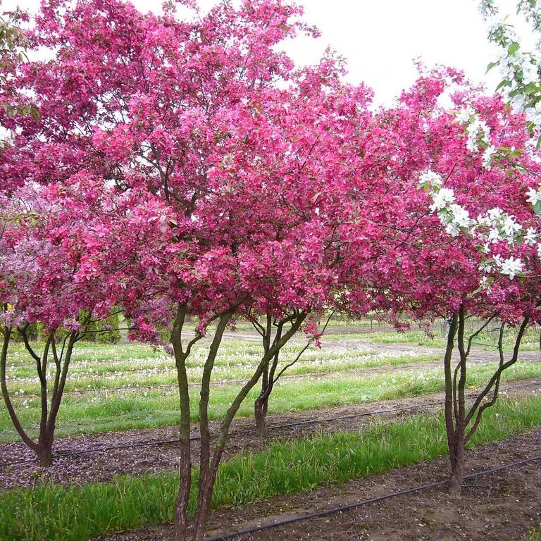 Фото декоративной яблони. Яблоня Malus Profusion. Яблоня гибридная Недзвецкого. Яблоня "роялти" - Malus "Royalty". Яблоня малус роялти.