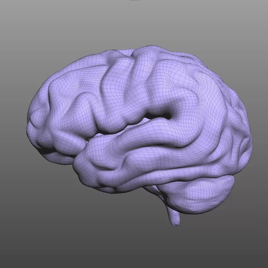 Brain model. Макет мозга. Модель мозга объемная. Трехмерная модель головного мозга.