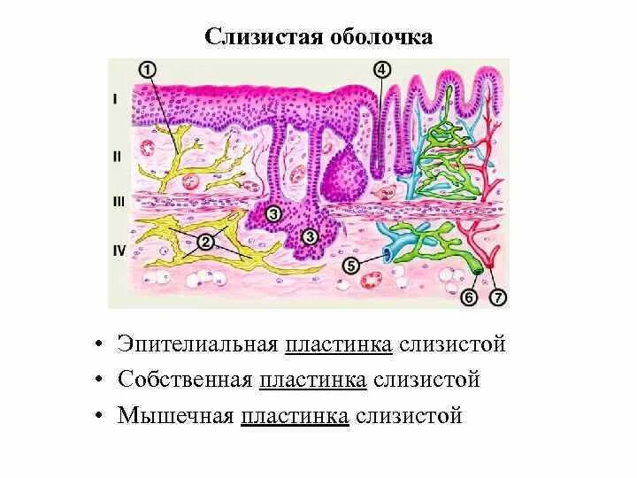 Собственная пластинка слизистой оболочки. Строение собственной пластинки слизистой оболочки. Собственная мышечная пластинка слизистой. Эпителиальная пластинка слизистая. Какие функции выполняет слизистая оболочка