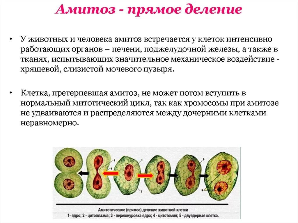 Клеточная перетяжка у каких клеток. Амитоз прямое деление клетки. Способы деления фазы митоза. Деление клетки амитоз схема. Деление раковых клеток амитоз.