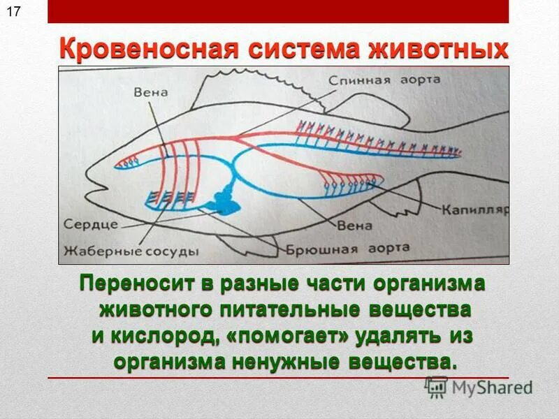 Транспорт веществ у животных. Транспорт веществ у разных животных. Кровеностные система животных. Транспорт веществ в организме 6 класс биология таблица. Передвижение веществ у животных.
