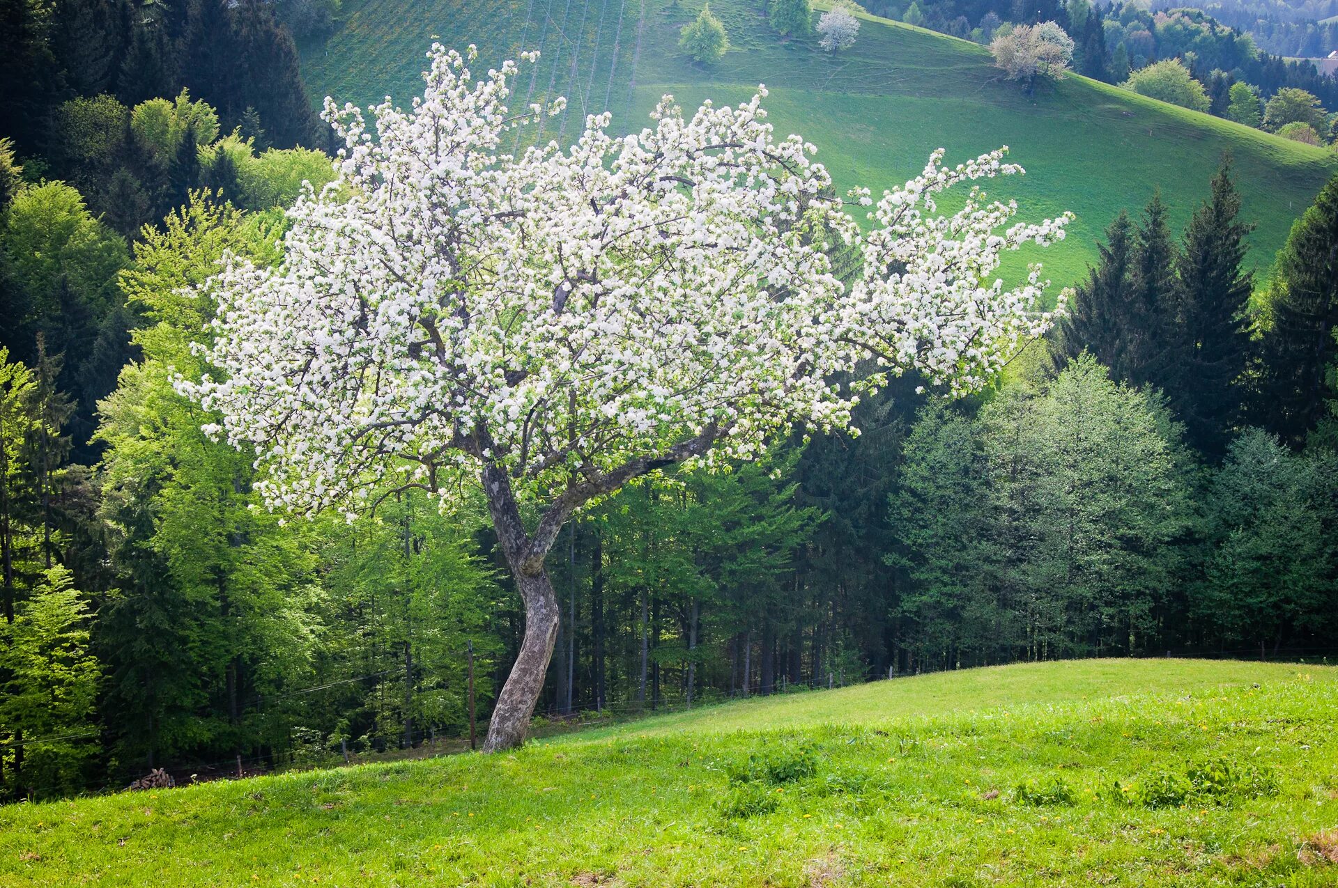 Весеннее дерево. Природа весной. Весенний пейзаж. Natural spring