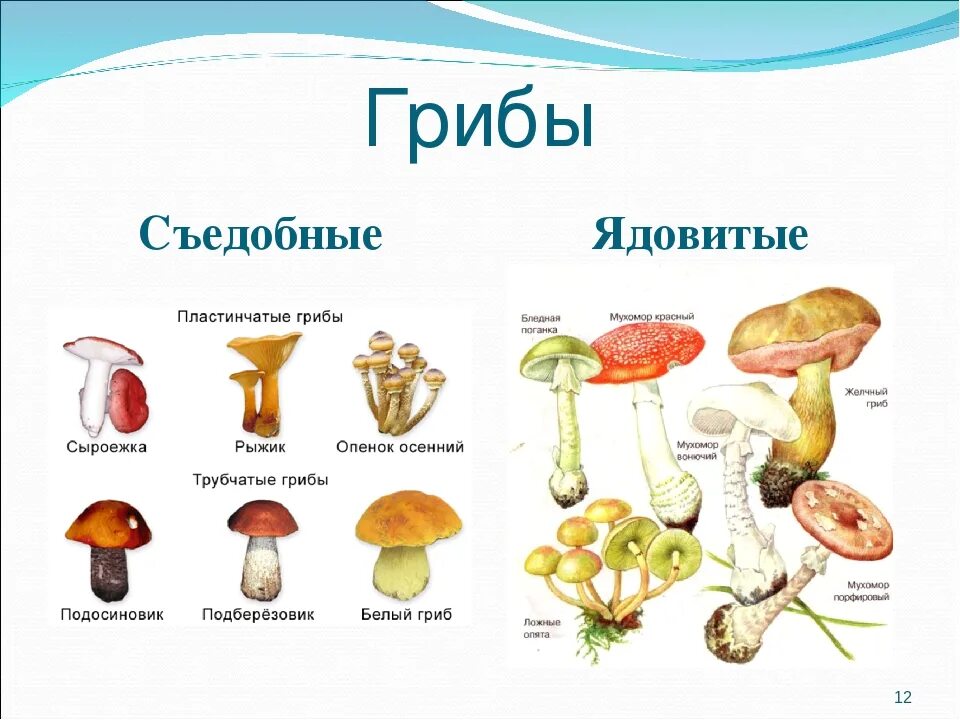 Грибы съедобные и несъедобные с названиями и описанием. Таблица съедобных и несъедобных грибов. Грибы съедобные несъедобные и ядовитые. Несъедобные пластинчатые грибы названия.