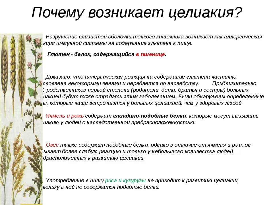 Непереносимость глютена у детей симптомы. Глютен болезнь целиакия. Непереносимость глютена у детей симптомы. Целиакия клинические симптомы. Глютен болезнь целиакия.
