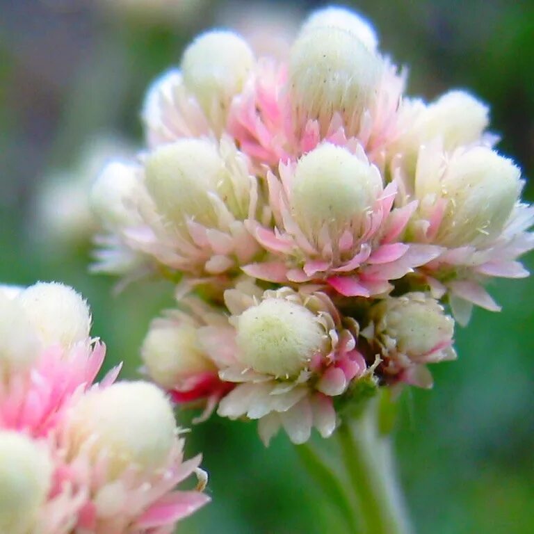 Кошачья лапка (Antennaria dioica). Растение Антеннария двудомная. Антеннария (Кошачья лапка) Alba. Какая кошачья лапка