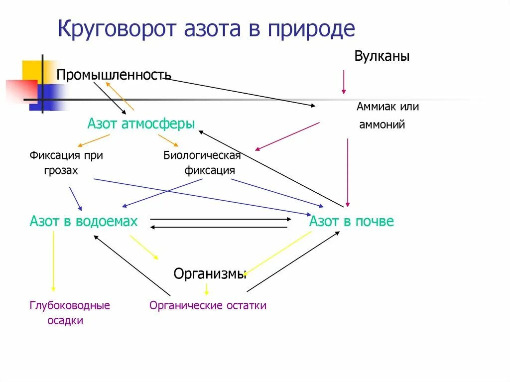 Опишите круговорот азота в природе. Цикл круговорота азота в природе. Азот в атмосфере схема. Круговорот азота в природе рисунок. Круговорот азота в природе схема.