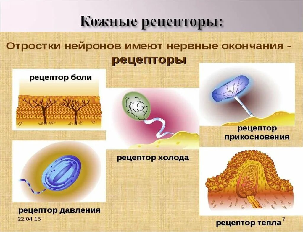 Какую функцию выполняют рецепторы кожи. Рецепторы кожи. строение кожных рецепторов. рецепторы кожи реагирующие на. нервные рецепторы кожи.