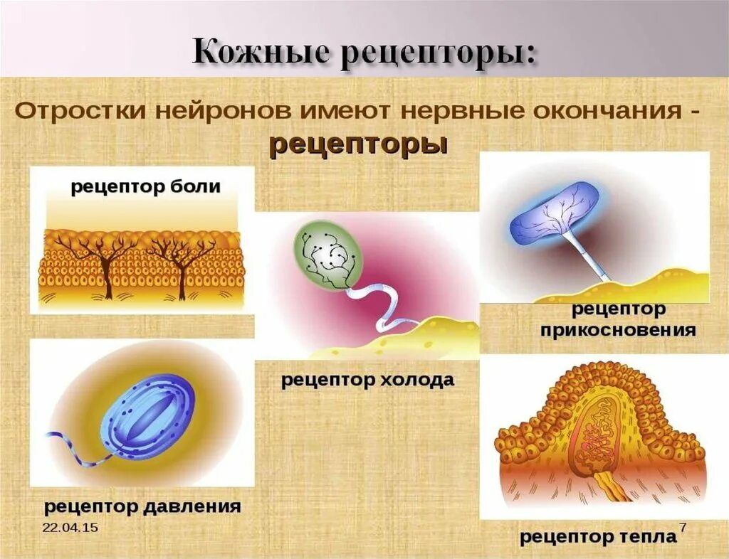 Рецепторы кожи. Строение кожных рецепторов. Рецепторы кожи реагирующие на. Классификация рецепторов кожи. Какова функция холодовых рецепторов кожи